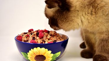 How can you feed your Pets Healthy Barf Diet