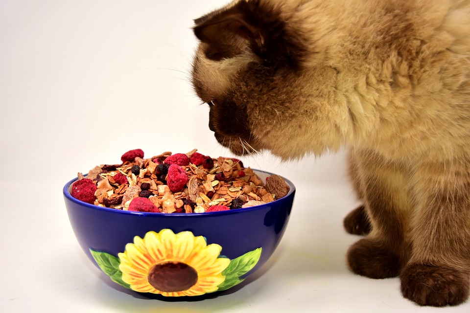 How can you feed your Pets Healthy Barf Diet