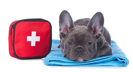 First-aid for pet owners