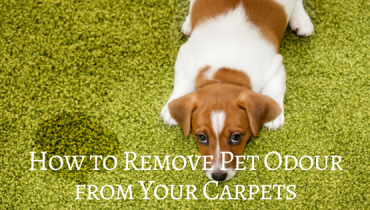 How to Remove Pet Odour from Your Carpets