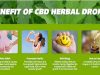 Probing Into The Miraculous Health Benefits Of CBD Oil For Obese And Diabetics